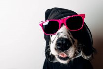Cute dog in hoodie and sunglasses — Stock Photo
