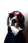 Мила собака в светрі і сонцезахисних окулярах — стокове фото