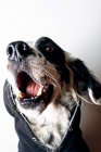 Lustiger Hund im schwarzen Kapuzenpulli — Stockfoto