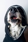 Perro divertido con capucha negra - foto de stock