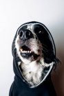 Funny dog in black hoodie — Stock Photo