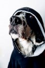 Cão engraçado com capuz preto — Fotografia de Stock