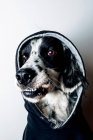 Divertente cane con cappuccio nero — Foto stock