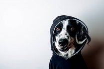 Смешная собака в черной толстовке — стоковое фото