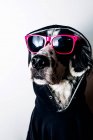 Mignon chien en sweat à capuche et lunettes de soleil — Photo de stock