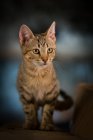 Solitário sem-teto tabby gato no banco — Fotografia de Stock