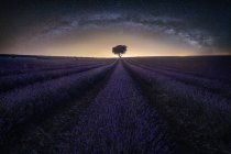 Cenário incrível de campo de lavanda e grande árvore solitária no horizonte na noite estrelada — Fotografia de Stock