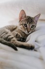 Чарівний таббі кошеня дивиться на камеру, лежачи на м'якій теплій ковдрі на ліжку вдома — стокове фото