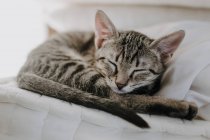 Милый котенок лежит на одеяле — стоковое фото