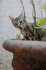 Mignon petit chaton lécher muselière et regarder la caméra tout en étant assis dans le pot et en mangeant des plantes — Photo de stock