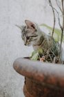Gattino divertente in piedi su piante in vaso — Foto stock