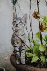 Забавна кошеня, що стоїть на горщиках рослин — стокове фото