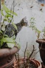 Lustiges Kätzchen steht auf Topfpflanzen — Stockfoto