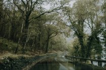 Cenário sombrio com estrada de asfalto úmida curvilínea correndo através da floresta verde em terreno montanhoso em tempo nublado na paisagem rural escocesa — Fotografia de Stock