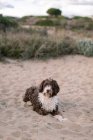 Смешная пятнистая собака смотрит в камеру, когда лежит на песчаном пляже с зелеными растениями на заднем плане — стоковое фото