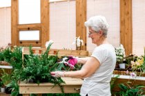 Vista lateral da mulher idosa sorrindo e cortando folhas de samambaia envasada enquanto trabalhava na estufa — Fotografia de Stock