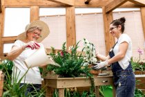 Веселий літній садівник посміхається і поливає зелені рослини на дерев'яній терасі — стокове фото