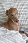 Pura raza Isabela perro galgo italiano jugando en la cama humana - foto de stock