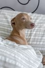 Чистая цветная Изабелла Итальянская борзая собака, играющая на человеческой кровати — стоковое фото