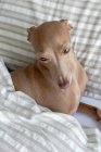 Purebred colored Isabela Italian greyhound dog playing on human bed — Stock Photo