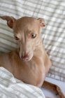 Reinrassiger Isabela Italienischer Windhund spielt auf menschlichem Bett — Stockfoto