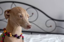 Purebred colored Isabela Italian greyhound dog playing on human bed — Stock Photo