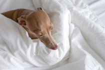 Pura raza Isabela perro galgo italiano jugando en la cama humana - foto de stock
