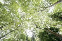 De baixo de pinheiros poderosos altos com coroas verdes em uma floresta tranquila silenciosa — Fotografia de Stock