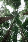 D'en bas de pins puissants et hauts avec des couronnes vertes sur une forêt paisible et silencieuse — Photo de stock