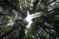Знизу високих потужних сосен з зеленими коронками на тиші мирний ліс — стокове фото