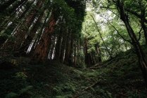 Desde abajo de poderosos árboles de pinos con coronas verdes en un bosque tranquilo silencio - foto de stock