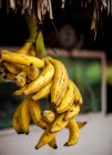 Bunch of fresh ripening yellow bananas hanging against blurred background on street market stall — Stock Photo