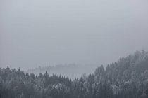 Paysage hivernal froid de terrain vallonné avec forêt de conifères couverte de givre blanc par temps neigeux sombre — Photo de stock