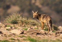 Дика лисиця на сухій землі з травою на сонячному світлі — стокове фото