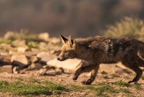 Raposa selvagem em terra seca com grama à luz do sol — Fotografia de Stock
