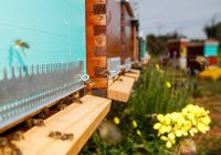 Gros plan de la nouvelle boîte en nid d'abeille en bois avec des abeilles placées dans le rucher dans une journée ensoleillée d'été — Photo de stock