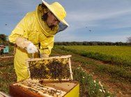 Imkerin in gelbem Schutzkostüm holt Wabenrahmen aus Bienenstock, während sie im Bienenhaus an sonnigen Sommertagen arbeitet — Stockfoto