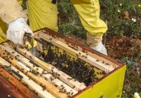 Обрізана невпізнавана бджолярка в жовтому захисному костюмі бере медову рамку з вулика під час роботи на пасіці в сонячний літній день — стокове фото