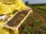 Cropped unrecognizable female beekeeper in yellow protective costume taking honeycomb frame from hive while working in apiary in sunny summer day — Stock Photo