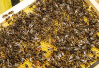 Primo piano del telaio a nido d'ape con api durante la raccolta del miele in apiario — Foto stock