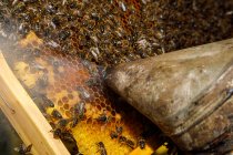 Крупный план выветрившейся ржавой металлической пчелы, курящей рядом с сотовой рамой, полной пчел во время уборки меда на пасеке — стоковое фото