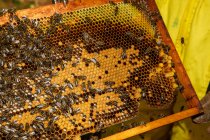 Closeup of honeycomb frame with bees during honey harvesting in apiary — Stock Photo