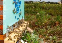 Крупный план нового деревянного сотового улья с пчелами, помещенными на пасеке в солнечный летний день — стоковое фото