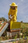 Неузнаваемая женщина-пчеловод в защитном костюме и маске с помощью курильщика во время осмотра соты на пасеке — стоковое фото
