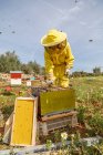 Apicultor feminino em traje protetor amarelo tomando quadro de favo de mel da colmeia enquanto trabalhava em apiário no dia ensolarado de verão — Fotografia de Stock
