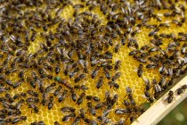 Крупный план сотовой рамы с пчелами во время уборки меда на пасеке — стоковое фото