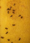 Gros plan du cadre en nid d'abeilles pendant la récolte du miel dans le rucher — Photo de stock