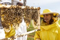 Apiculteurs professionnels avec fumeur vérifiant les rayons de miel avec les abeilles tout en travaillant dans le rucher dans la journée d'été — Photo de stock