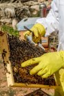Cultivar apicultores profesionales irreconocibles con fumador comprobando panal con abejas mientras trabaja en colmena en el día de verano - foto de stock