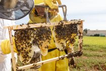Професійні бджолярі з курцем перевіряють на наявність бджіл при роботі на пасіці в літній день — стокове фото